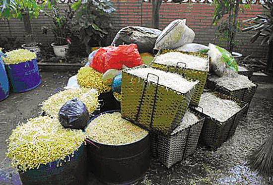 黑作坊藏身城中村:用激素加抗生素培养豆芽出