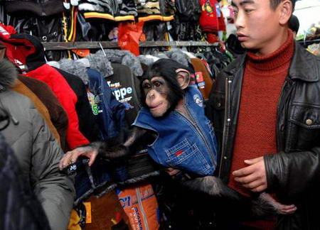 组图:合肥黑猩猩为自己购买生日礼物