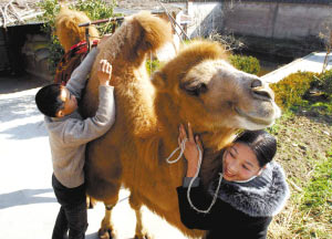 男子为博妻子开心千里买回骆驼当宠物(组图)