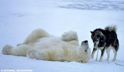 加拿大野生北極熊與狗玩耍(組圖)