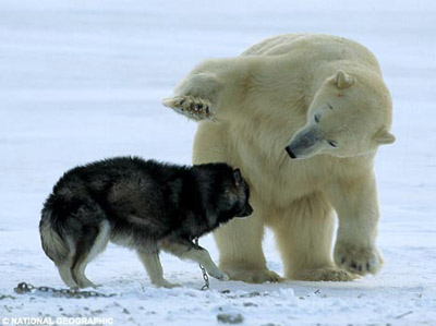 加拿大野生北极熊与狗玩耍(组图)