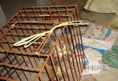 猫头鹰夜闯养鸡厂致百余只鸡被吓死(组图)