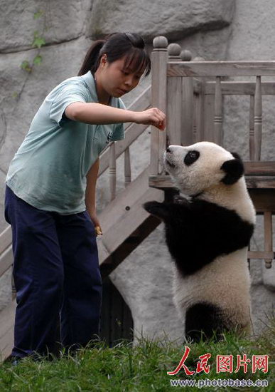 组图:饲养员给大熊猫进行震后心理抚慰