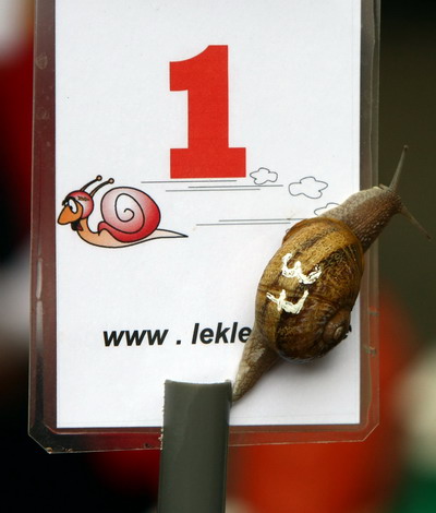 组图：比利时举办世界蜗牛锦标赛