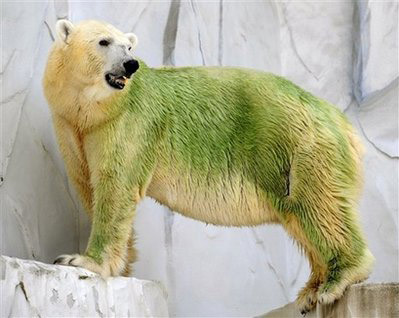 日本动物园不常换水北极熊长绿毛(组图)