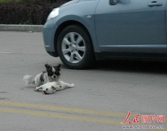 一只白色的小狗被车撞死在马路中央,另一只杂色小狗守候在它的身旁.