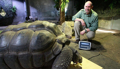 组图：荷兰动物园为200公斤巨龟体检