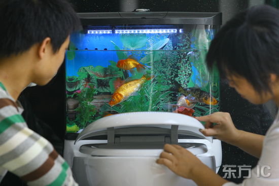 鱼缸马桶亮相上海既能冲厕所还能养鱼(组图)