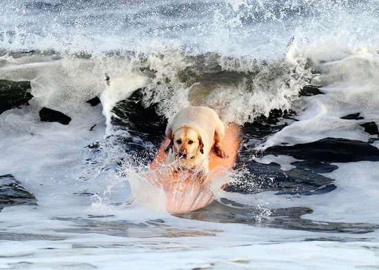 图文：英国小狗在海滩进行冲浪