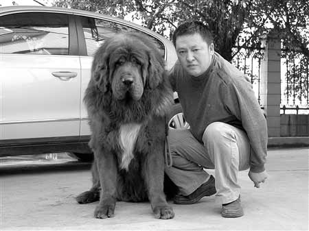 藏獒和他的主人