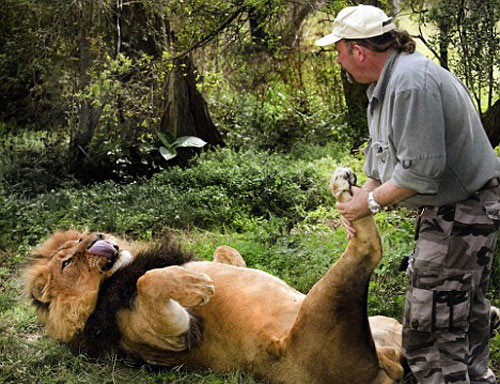 南非一名动物保育员为狮子按摩脚掌(组图)