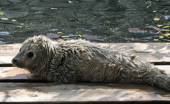 组图:太平洋斑海豹在趵突泉畔诞下幼仔