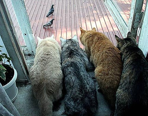 图文:四只猫盯上了两只鸽子