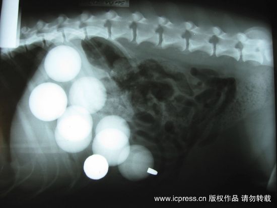 小狗吞下9个高尔夫球1颗子弹 手术后脱险