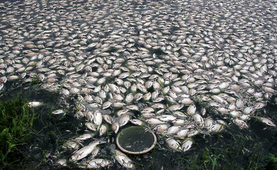鱼塘遭人投毒3万条鱼全部死光(组图)