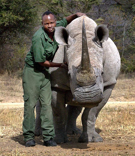 组图：南非男子骑2吨重犀牛散步