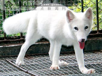 市民:狐狸买下情趣内裤送给动物园白色玩怎么图文连体图片