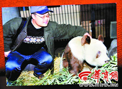 陕西发现棕色熊猫幼仔母亲毛色正常(组图)