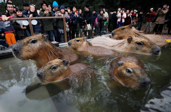组图:动物园水豚冬日泡温泉