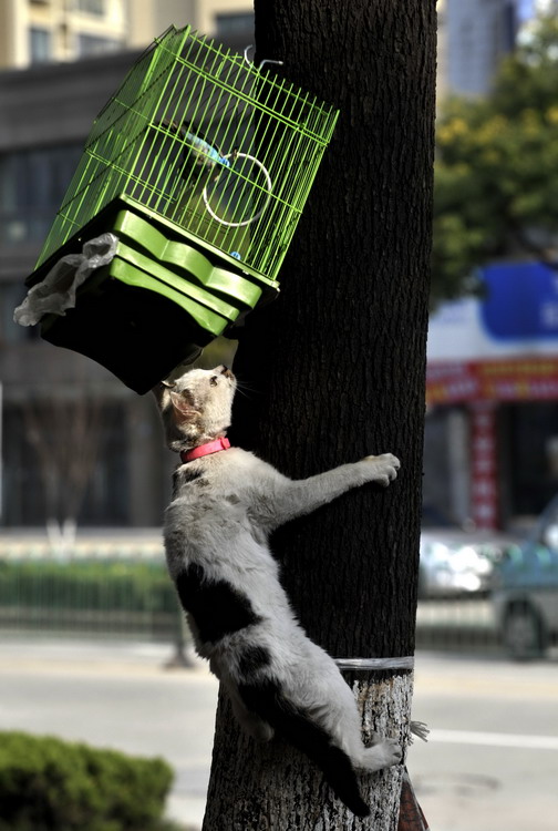 图文:猫爬上树干欲对鸟行凶