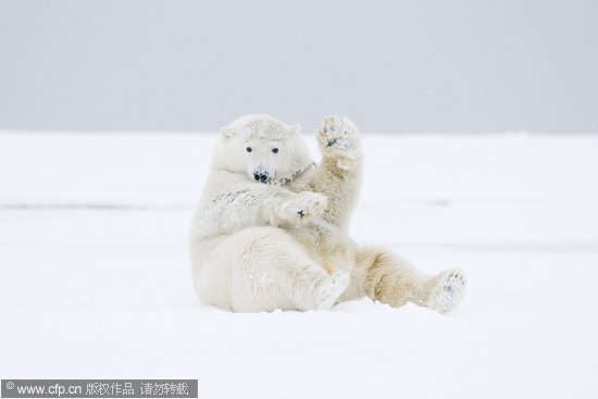 组图：北极熊叼树枝玩耍对镜头温柔招手