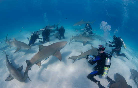 组图：护鲨组织成员在南非海域解救受困鲨鱼