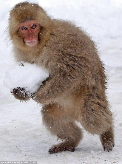 日本山区猕猴雪地嬉戏打雪仗(组图)