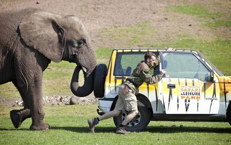 动物园大象主动清洗故障汽车并帮助推车(图)