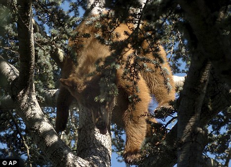 组图：美国火警救援树上被困棕熊