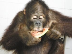 南宁动物园红毛猩猩吹空调吃西瓜解暑(组图)