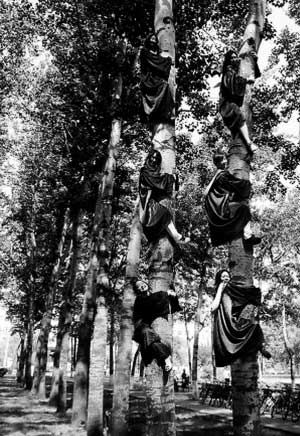 高校6名女生爬上树拍摄毕业照(图)