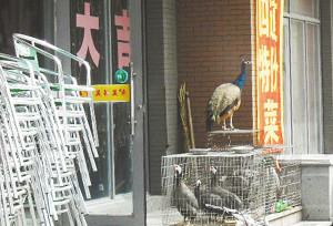 饭店手续不全售卖鳄鱼价钱到位孔雀可吃(图)