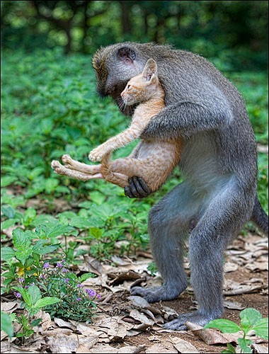 印尼野猫认猴作父亲如一家(组图)