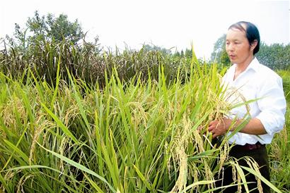 农民培育出株高达1.55米水稻(组图)
