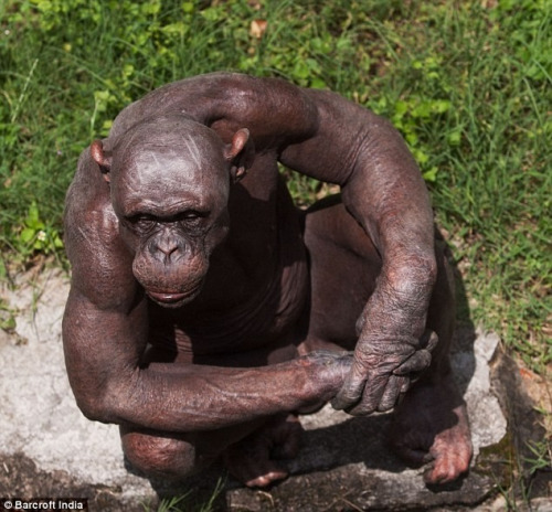 印度动物园无毛黑猩猩成一大景观(组图)