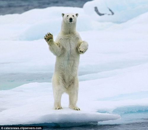 北极熊看到船只经过会站立挥手(组图)