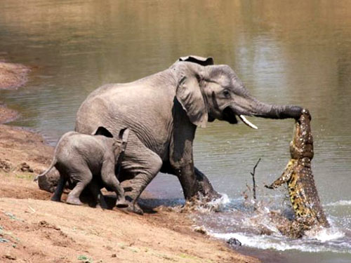 两头非洲象到湖边喝水遭鳄鱼突袭