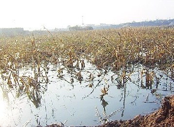 被淹的农田