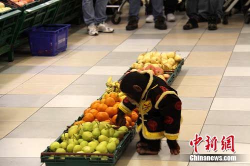 小猩猩在水果摊前。