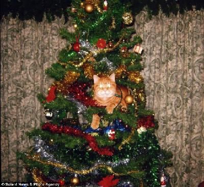 笨猫邦勃被卡在圣诞树的装饰物中