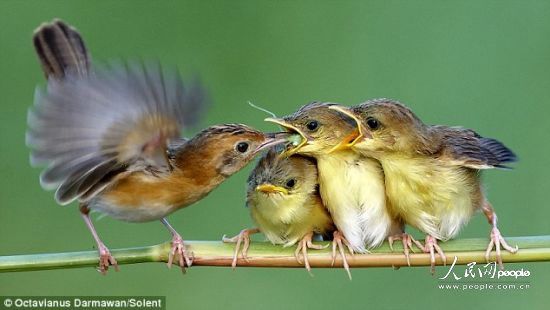 摄影师抓拍大鸟给幼鸟喂食瞬间(组图)