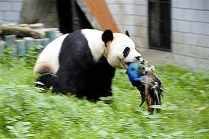 动物园熊猫咬死觅食蓝孔雀(图)