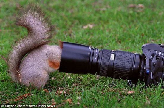 松鼠把头伸进镜头遮光罩里找坚果，结果被卡住了