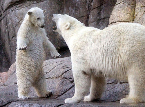 北极熊宝宝因为淘气遭到妈妈训斥。