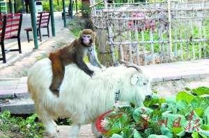 猴子放哨 山羊偷菜 