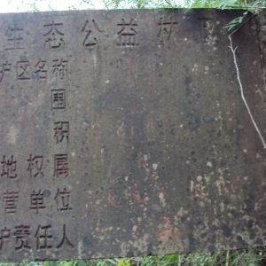 阳春惠周村千亩公益林遭砍伐，村支书村主任表示确有其事，森林公安调查多年后却称无法证实