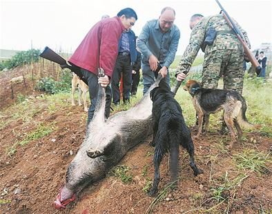 猎狗围捕200多斤重野猪反被咬死(图)