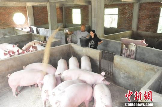 黄仁松和妻子喂猪。中国新闻网 王冬媛 摄