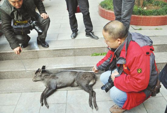 四川古蔺首次发现毛冠鹿 已命丧捕猎圈套(图|野生动物|毛冠鹿_新浪