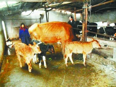 母牛和3只牛犊。通讯员王东升 摄 母牛和3只牛犊。通讯员王东升 摄